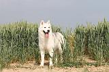 SIBERIAN HUSKY 127